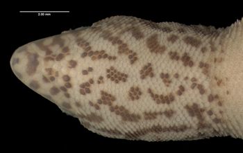 Media type: image;   Herpetology R-34403